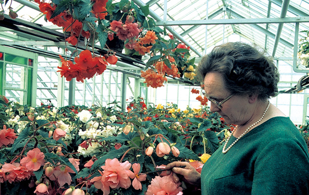 Export van begonia's verzorgt door Van Peteghem