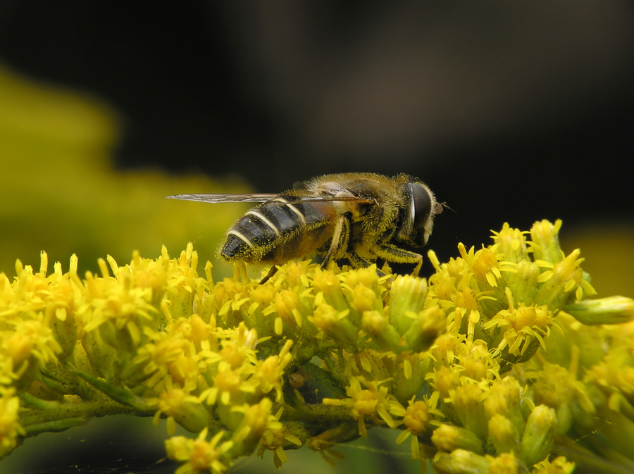 Bloemen hebben stuifmeel nodig om bloemenzaad te produceren