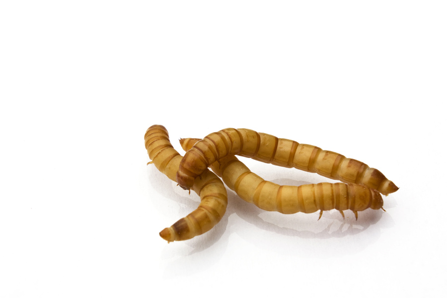 De wormenkwekerij levert onder andere meelwormen.