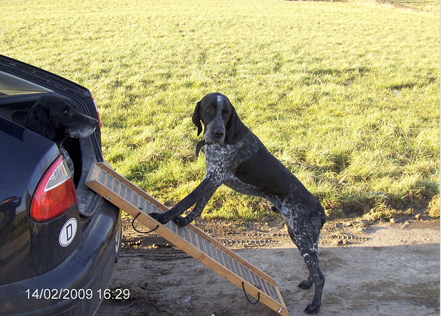 Ophaaldienst Dierenarts Nina Hoffmann