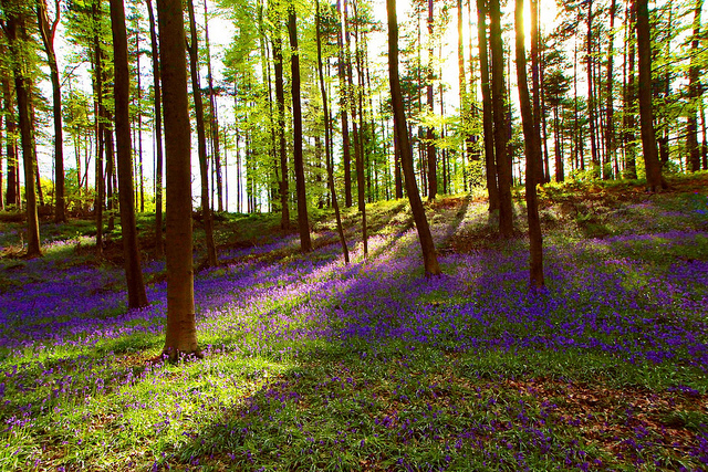 Het Haller bos