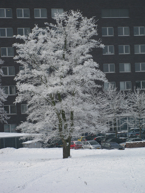 Ijsboompje in Heerlen