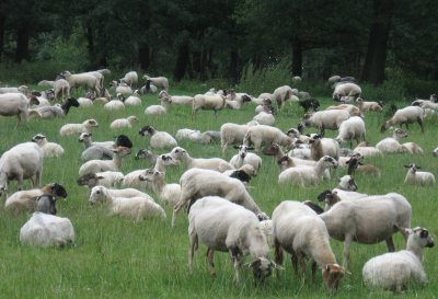 Schapen Brunsummerheide