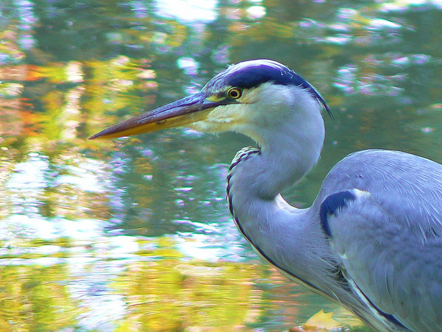 Een reiger in Lier