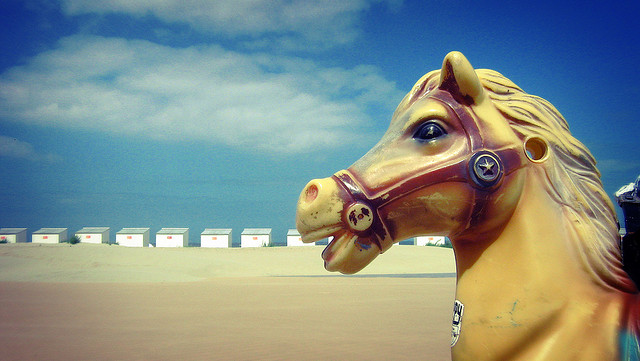 Zeepaard in Nieuwpoort