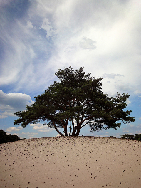 Soesterduinen