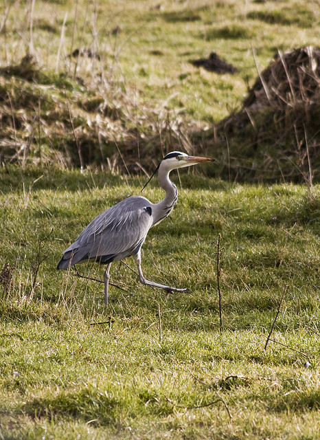 Reiger