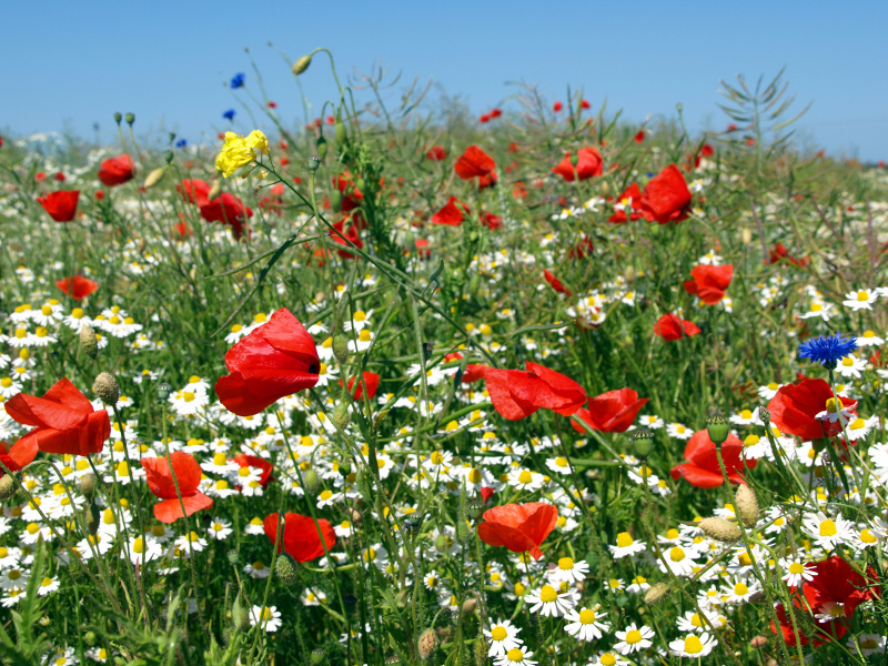 Veld met bloemen