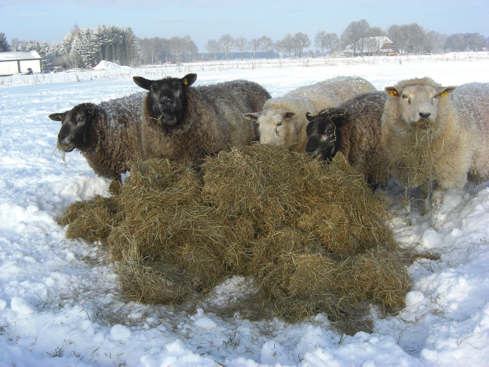 Beschermd wonen zorgboerderij