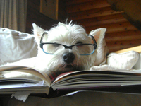 Hondengedragstherapie