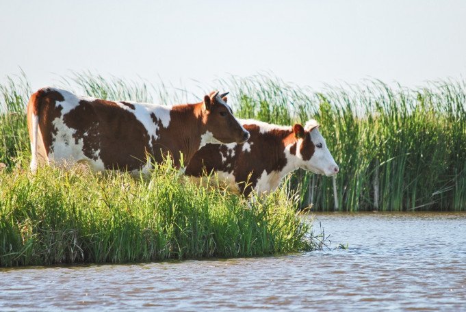  Varen in de eilandspolder De Rijp, Noord-Holland