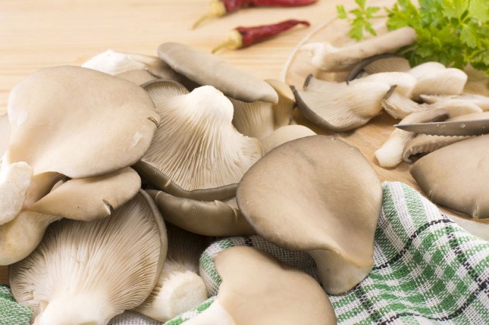 Groenteverwerking, Kwekerijen, Oesterzwammen, Telen van oesterzwammen, Oesterzwammen op stam, Oesterzwammen kwekerij, Kweken op stam, Telen van paddenstoelen, Verkoop van oesterzwammen en Kweken van Oesterzwammen